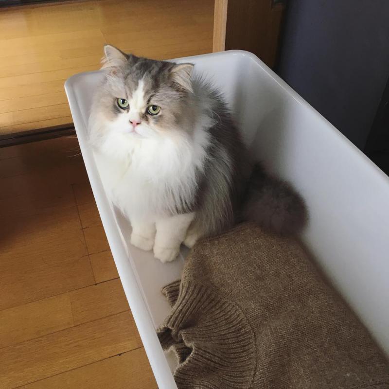 Кошка породы Рагамаффин в коробке