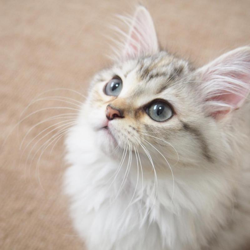 Фотография котенка породы Рагамаффин