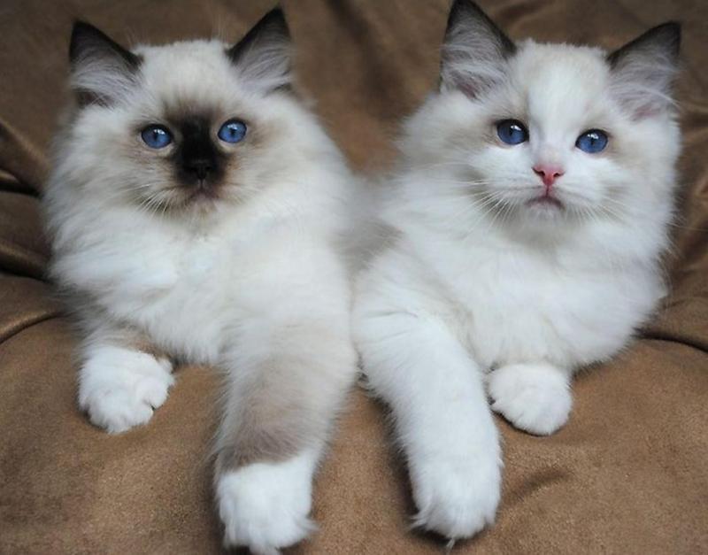 Две кошки породы Рэгдолл