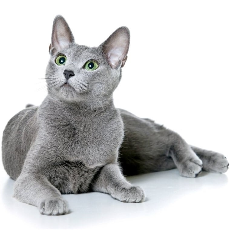 Русская голубая кошка - все о кошке, 5 минусов и 10 плюсов породы