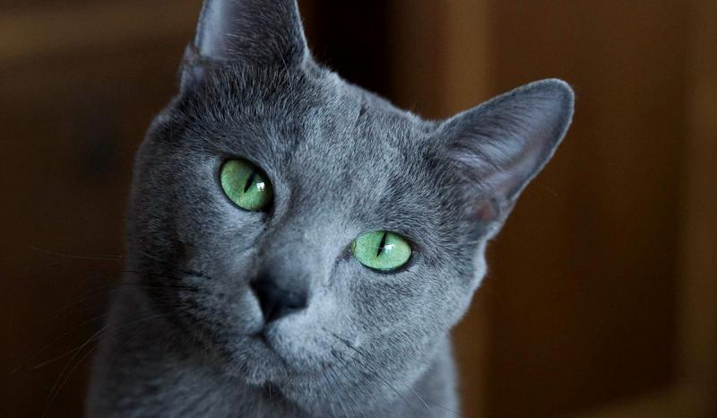 Голова кошки породы Русская голубая кошка