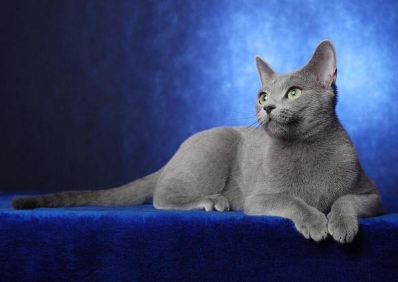 Фото кошки породы Русская голубая кошка