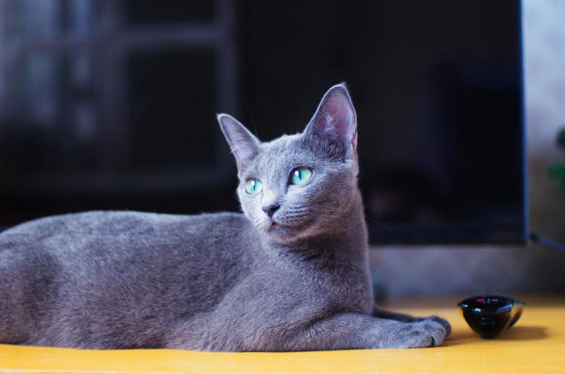 Фотография породы Русская голубая кошка