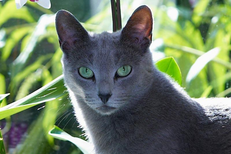 Взгляд кошки породы Русская голубая кошка