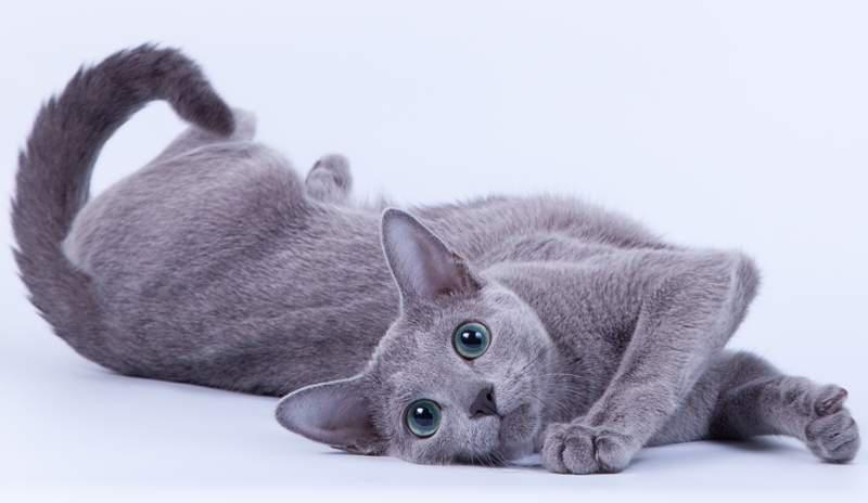 Русская голубая кошка лежит на спине