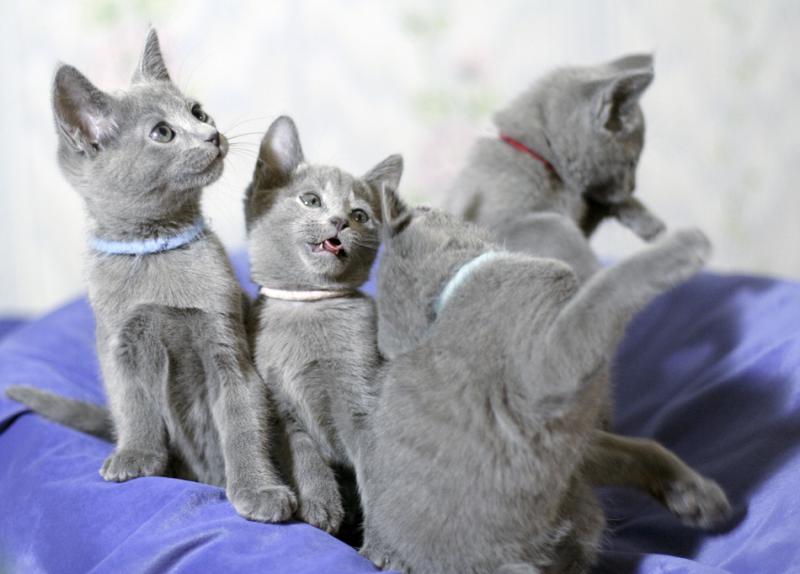 Фотография кошек породы Русская голубая кошка