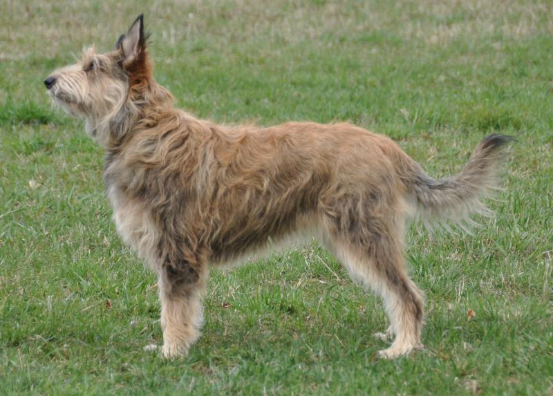 Фотография собаки породы Пикардийская овчарка