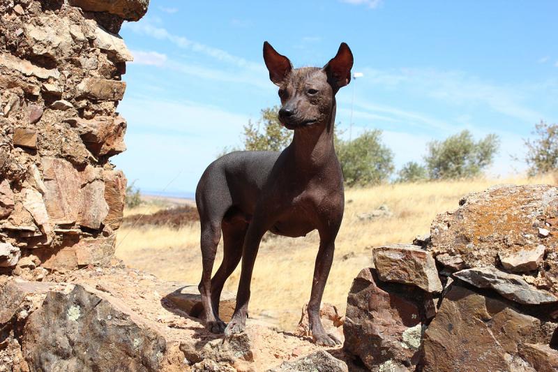 Фотография породы Перуанская голая собака