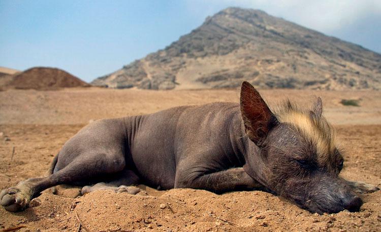 Фото собаки породы Перуанская голая собака