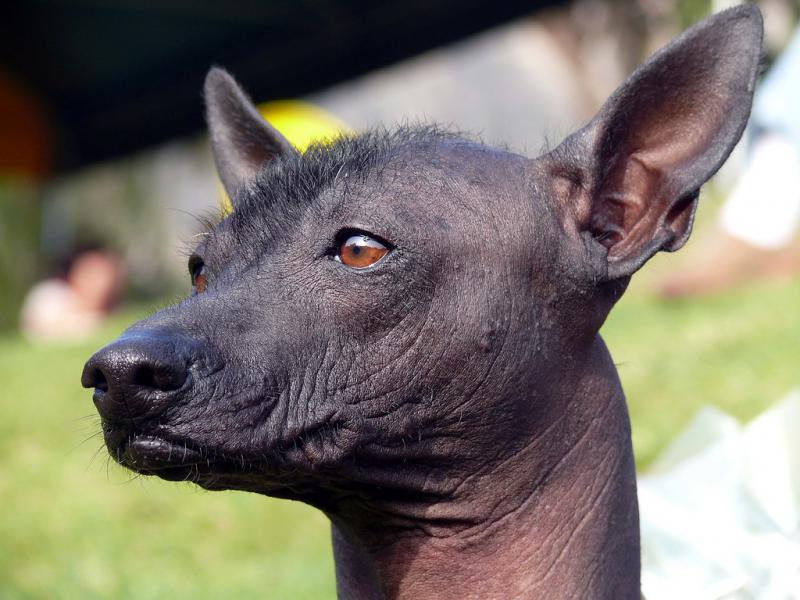 Морда собаки породы Перуанская голая собака