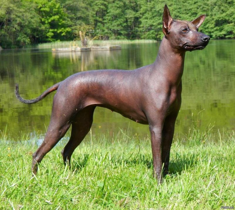 Собака породы Перуанская голая собака
