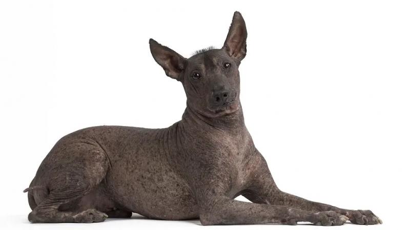 Фото породы Перуанская голая собака