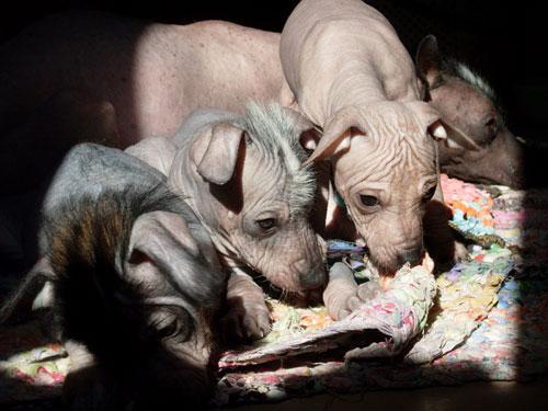 Фото щенков породы Перуанская голая собака