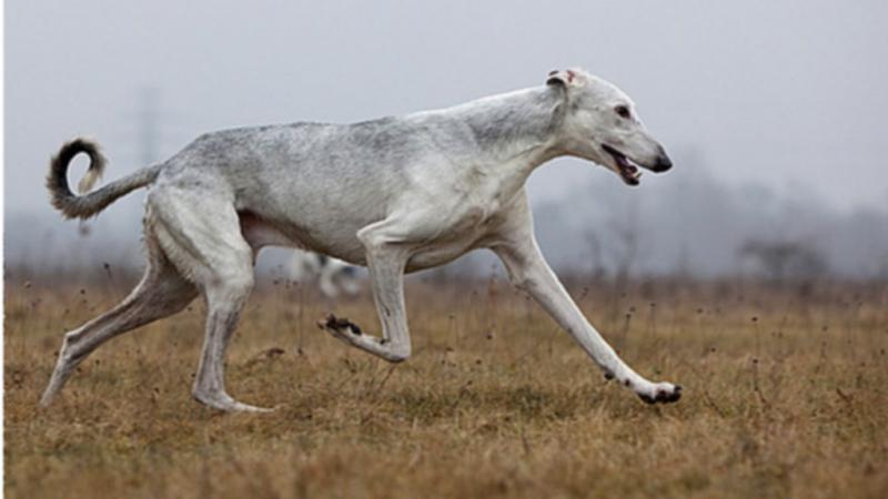 Фото собаки породы Польский харт