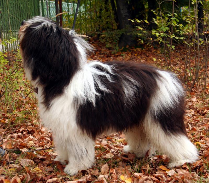 Фотография собаки породы Польская низинная овчарка