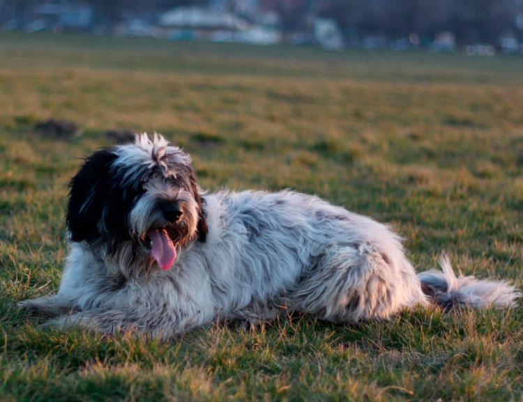 Фото собаки породы Польская низинная овчарка