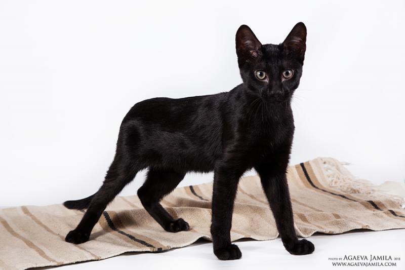 Кошка саванна окрас Черный дымчатый или черный