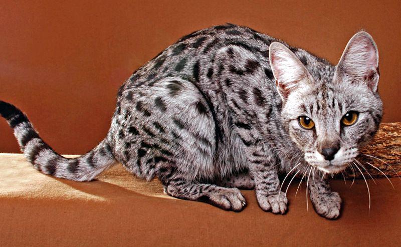 Кошка породы саванна окрас серебристый пятнистый