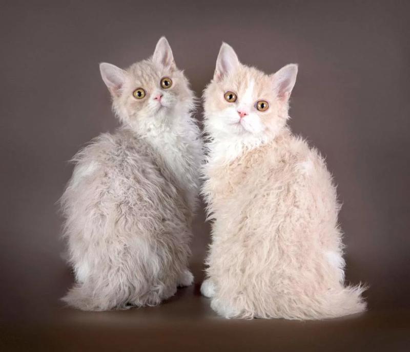 Фотография кошек породы Селкирк-рекс