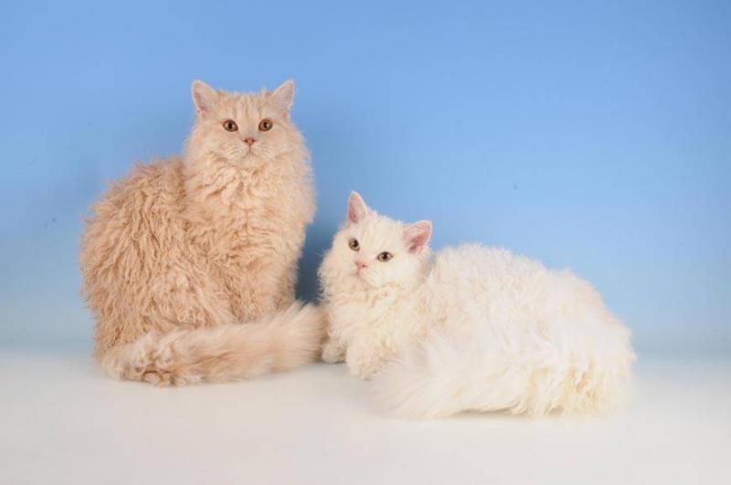 Фотография двух кошек породы Селкирк-рекс