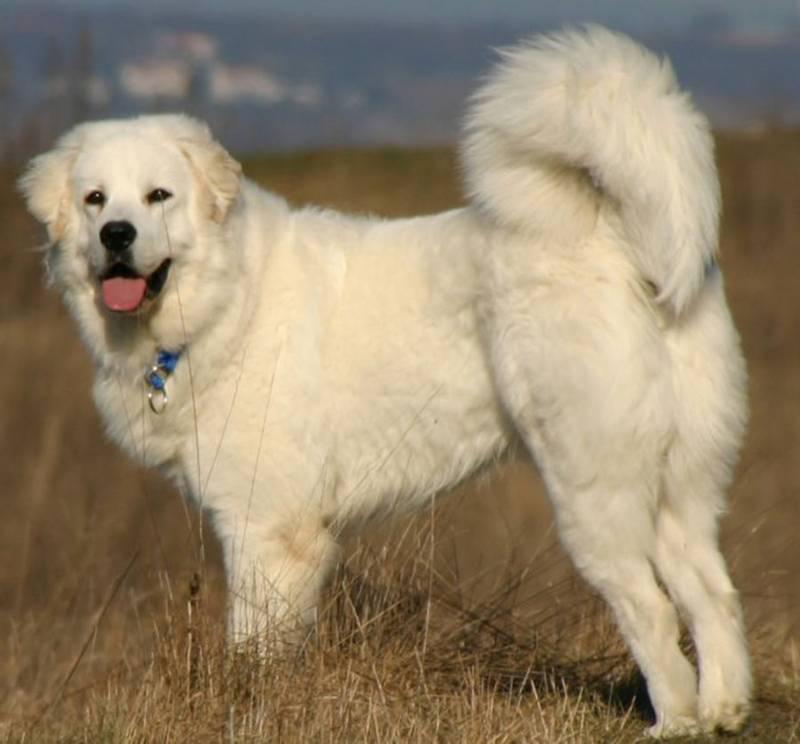 Фото собаки породы Польская подгалянская овчарка