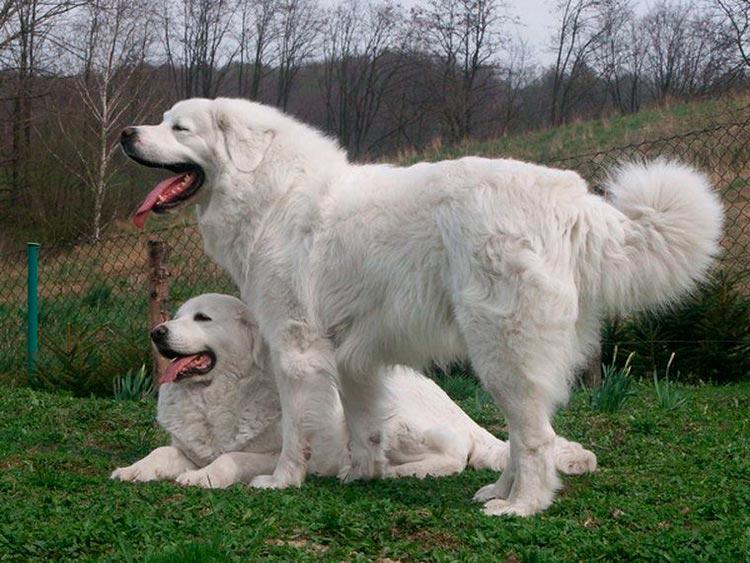 Фотография собак породы Польская подгалянская овчарка
