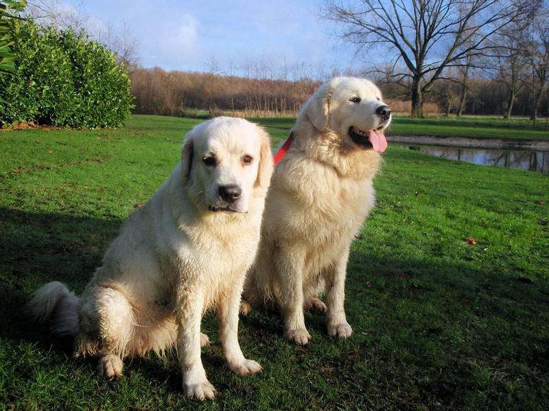 Фотография двух собак породы Польская подгалянская овчарка