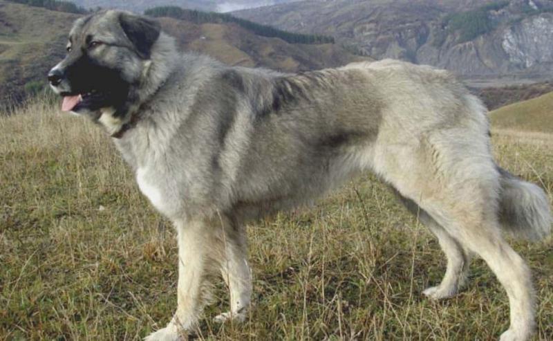 Фотография собаки породы Румынская карпатская овчарка
