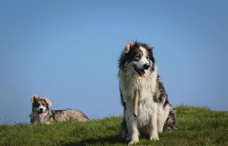 Фотография собак породы Румынская карпатская овчарка