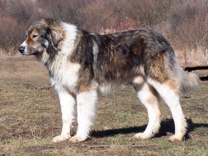 Фото собаки породы Румынская карпатская овчарка