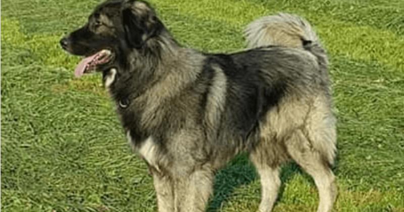 Внешний вид собаки породы Румынская карпатская овчарка