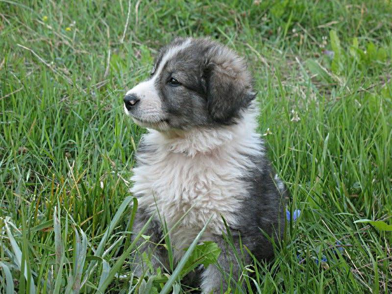 Фотография щенка породы Румынская карпатская овчарка