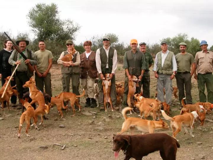 Фотография собак породы Португальский поденгу