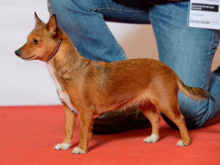 Фотография собаки породы Португальский поденгу