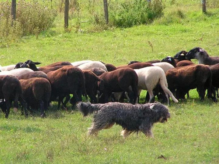 Португальская овчарка на пастбище