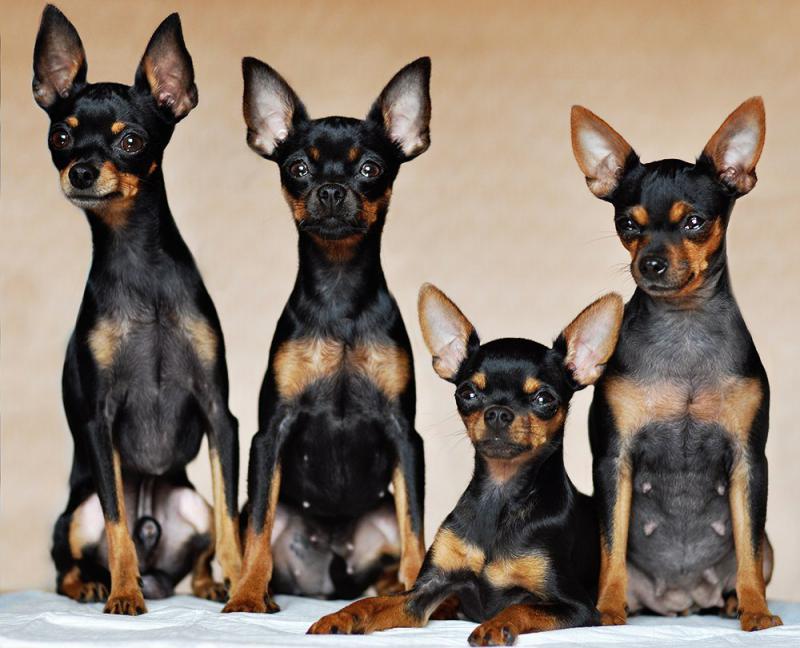 Фотография собак породы Пражский крысарик