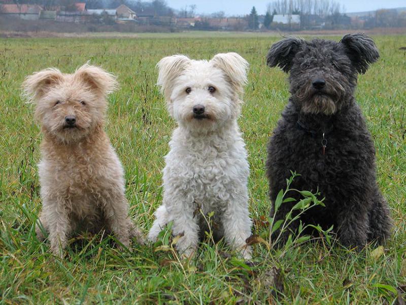Фото трех собак породы Пуми