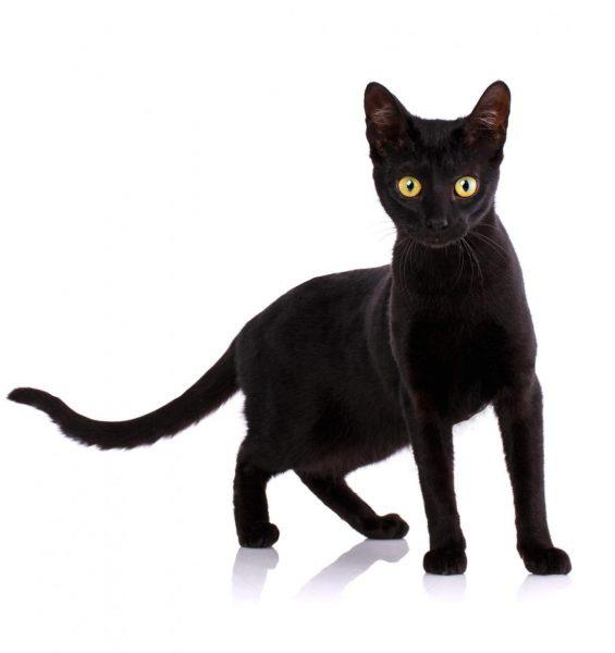 Кошка Серенгети окрас черный