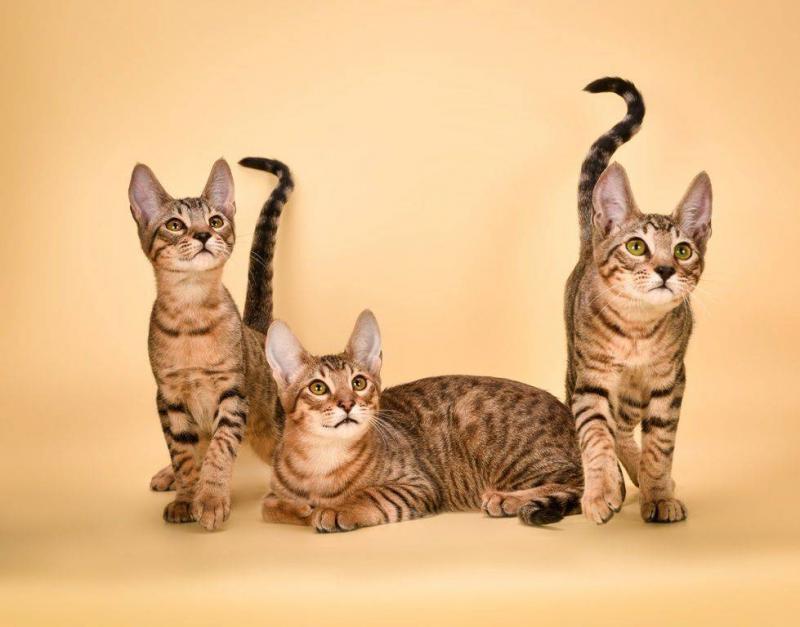 Фотография котят породы Серенгети