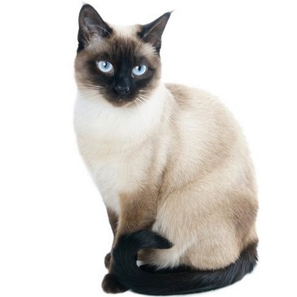 Сиамская кошка - все о кошке, 4 минуса и 6 плюсов породы