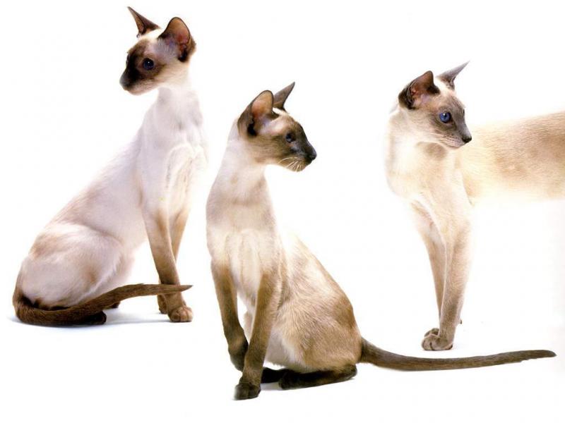 Фотография кошек породы Сиамская кошка