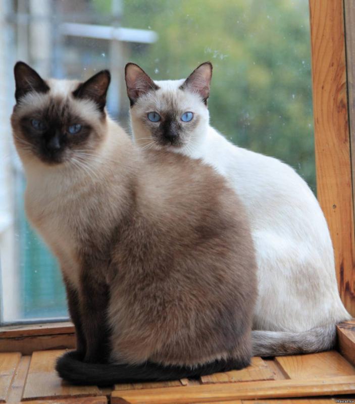 Фотография двух сиамских кошек