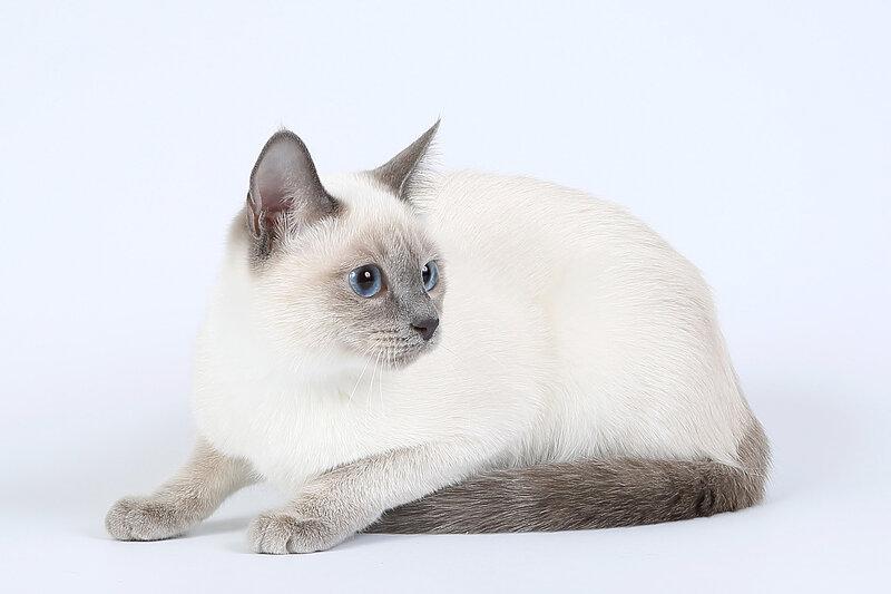 Сиамская кошка окрас голубой
