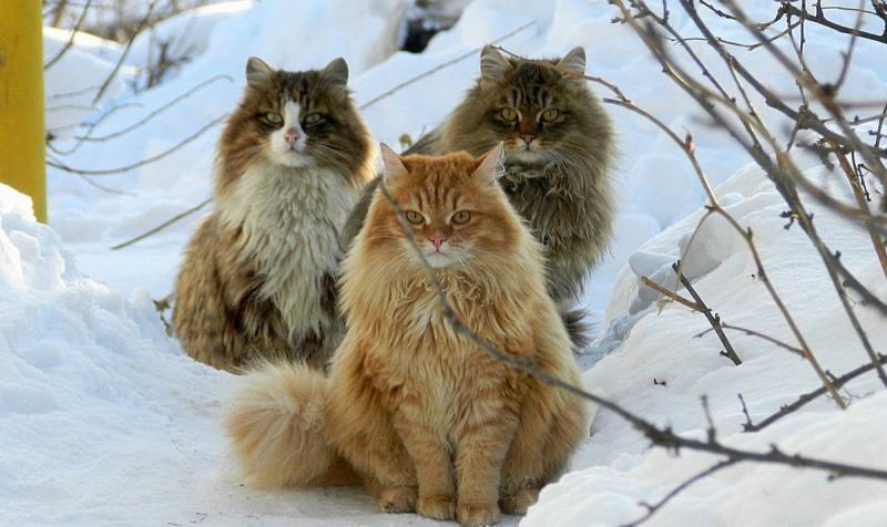 Фотография трех кошек породы Сибирская кошка сидящих на снегу