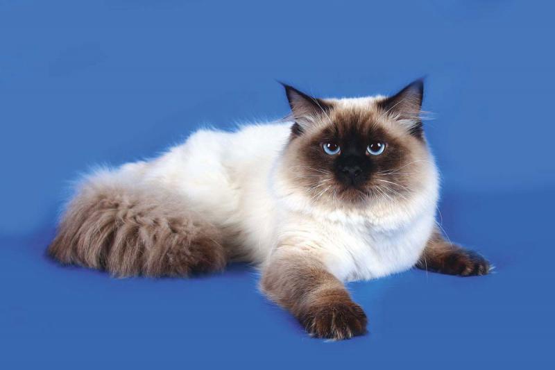 Сибирская кошка окрас невская маскарадная