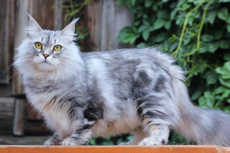 Сибирская кошка окрас мраморный