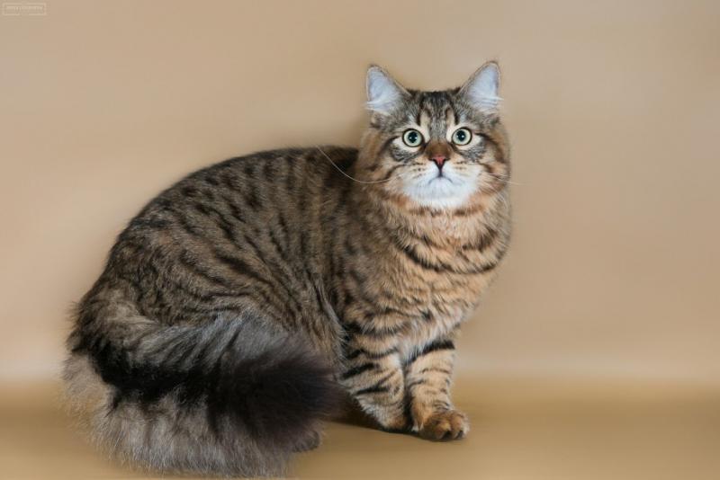 Сибирская кошка окрас пятнистый