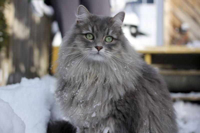 Сибирская кошка окрас дымчатый