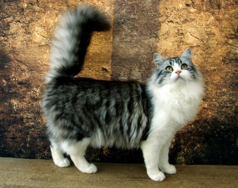 Сибирская кошка окрас биколор