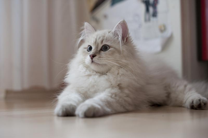 Сибирская кошка окрас однотонный